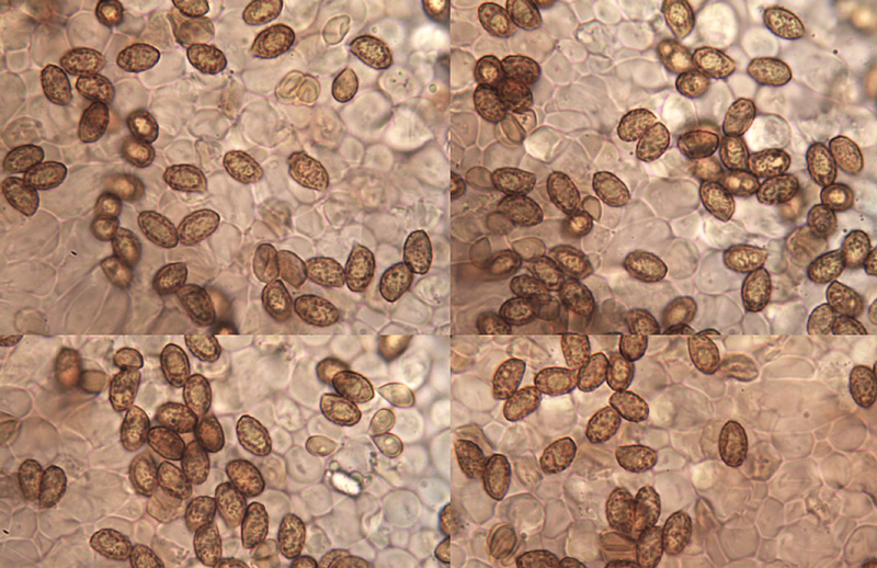 Cortinarius geraniolens spores Cortinarius